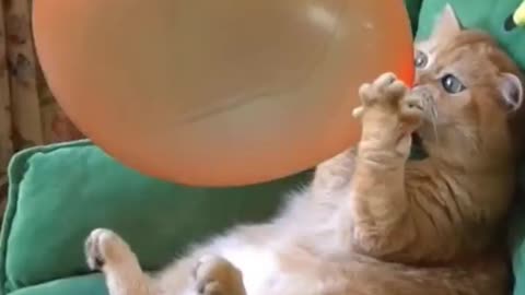 Funny cat 😺 amazing video.