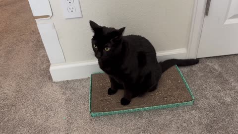 Adopting a Cat from a Shelter Vlog - Cute Precious Piper Gives Instructions with Her Tail