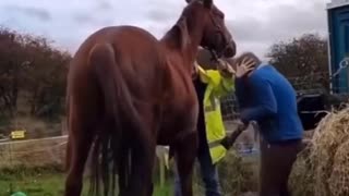 kickback horse in the rider's face