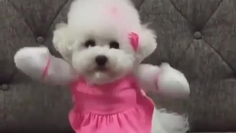 Sound_🔊_ON_😂These_cute_puppies_🐶_made_my_day😂❤️💖