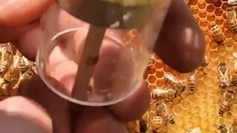 How to identify Queen of Honey Bee 🐝