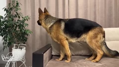 Lazy German Shepherd is not trying to find his human Mom [Hide and Seek]
