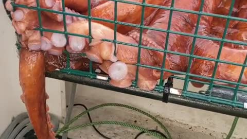 Giant Pacific Red Octopus