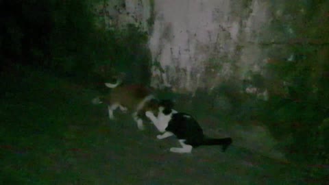 Cat Fighting with Dog Puppy in The Midnight At Car Park Viral Cat