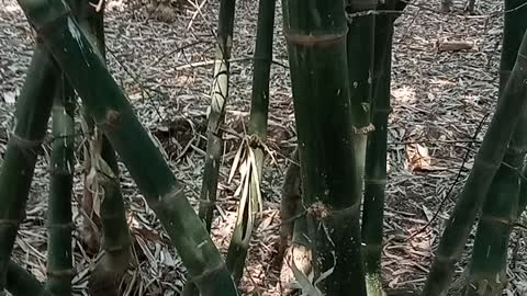 Bamboo Garden in our Bangladesh