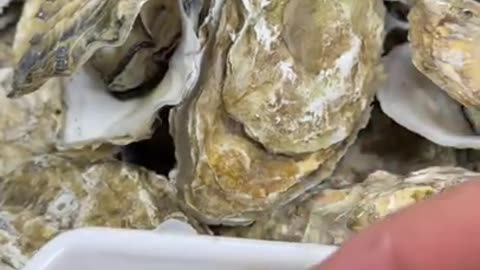 Yummy cooking Oyster recipe