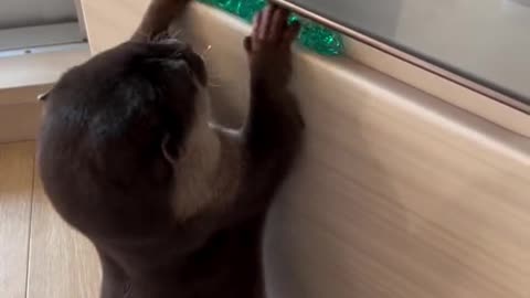 Otter plays with Swarovski crystals