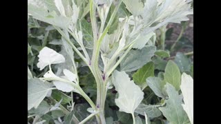 Vermont Pure Herbs present Lambsquarters or Pigweed