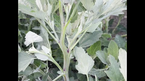 Vermont Pure Herbs present Lambsquarters or Pigweed