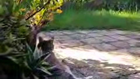 Cat In The Backyard Live Stream No Music Natural Sound (testing video)