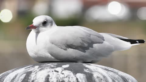 Seagull Bird White Lake Water Gulls Animal World