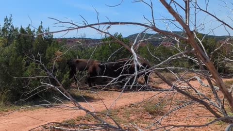 Solo Hiker Attacked by Bison