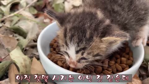 Siberian cat does back flips when instructed