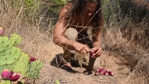 "Primitive Prickly Pear Harvest: No Tools Required"