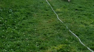 Presous akita puppys romping around in the yard