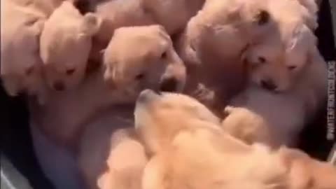 Wow to this puppies