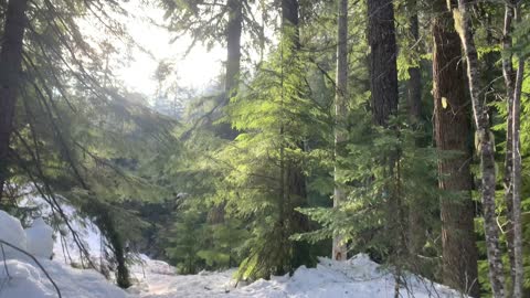 Peeks of the Sun Lighting up the Snowy Forest – Tamanawas Falls – Mount Hood – Oregon – 4K