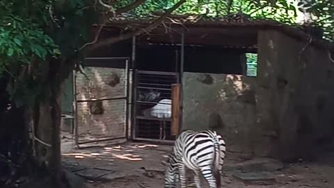 Zebras walking in a park