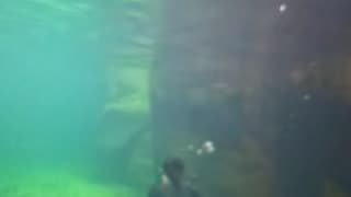 Courageous Diver' Training In Nature