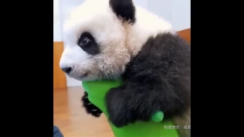 Cute Animals - Cute Baby Panda Videos Compilation