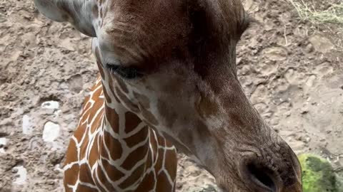 Baby giraffe first time hand feeding