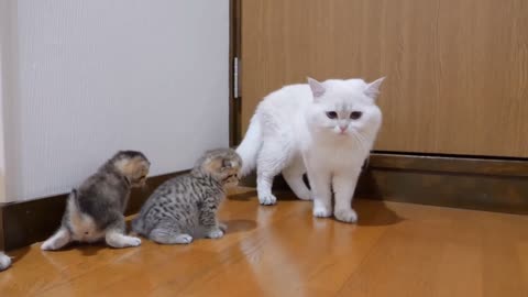 The kitten approaching the daddy cat to play with him was so cute