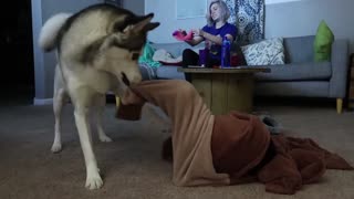 Dog Gets Trapped In Onesie, His Husky Sister Comes To The Rescue