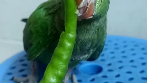 Parrot eating green chilli