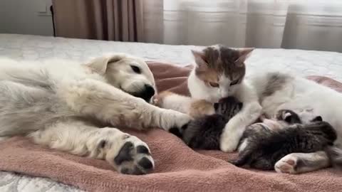 Golden Retriever Puppy Reacts to Baby Kittens [Cuteness Overload]