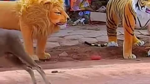 Fake lion comedy video