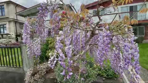 Beautiful Wisteria tree in East Vancouver