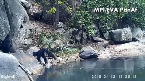 Chimps caught on camera fishing for algae