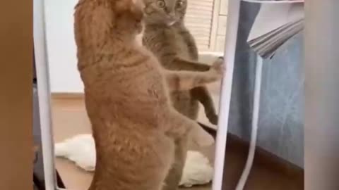 Cat in the mirror