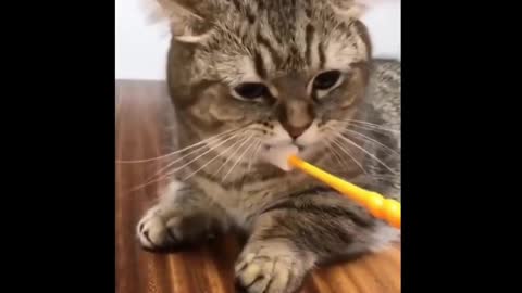 Brushing Cat in Slow motion