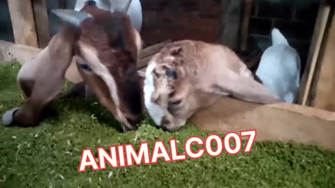 mother and kid goats are eating