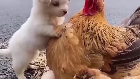 Friendship puppy and chicken || bautifull moment || #771 #shorts