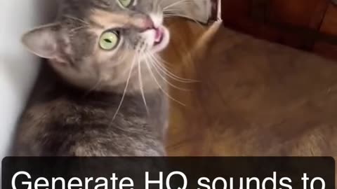 Sounds that attract cats - Meow to make cats come to you