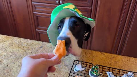 St Patrick's Day Great Dane Samples Decorated Cat Cookies
