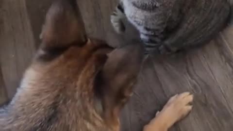 Crazy Fight Dog vs cats/