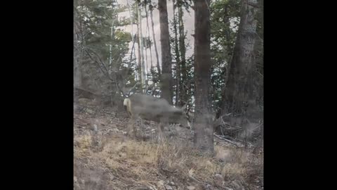 Bobby’s trail run in the mountains of southern New Mexico