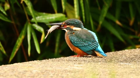 Amazing Moment Kingfisher Bird In Nature