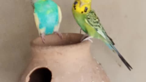 Budgie beautiful pair