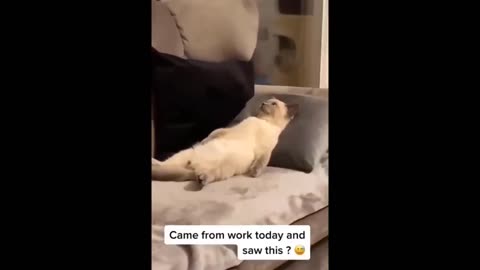 Funniest Cats Expression Video