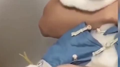 Animals reaction to injection