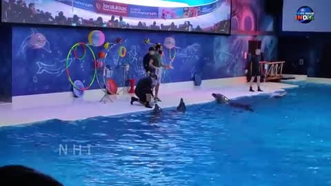 Dolphin show in Dubai full video #1