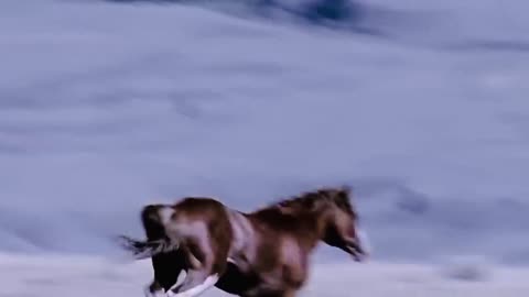 Wild Horses Take Down The Lion King On Their Territory