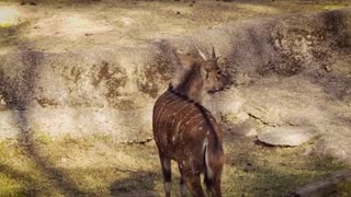 Female Nyala Deer In Zoo Habitat