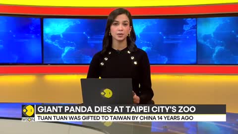 Giant Panda Tuan Tuan, gifted by China to Taiwan