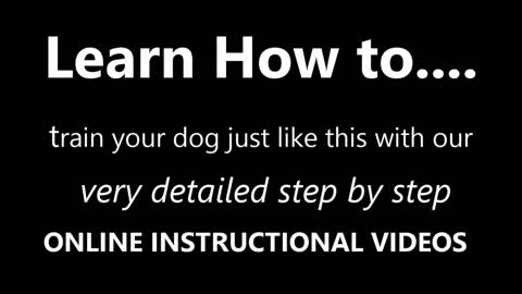 Dog training