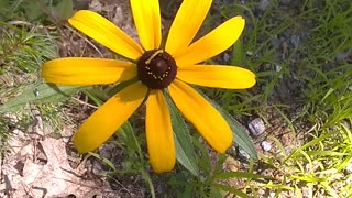 Black-eyed Susan